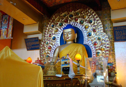 Palampur–Dharamshala Scenic Tour from Chandigarh