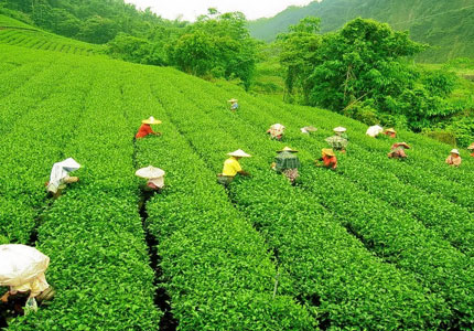 Palampur–Dharamshala Scenic Tour from Chandigarh