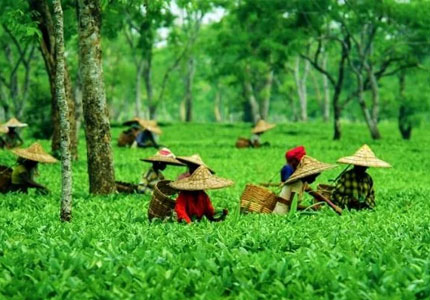 Palampur–Dharamshala Scenic Tour from Chandigarh